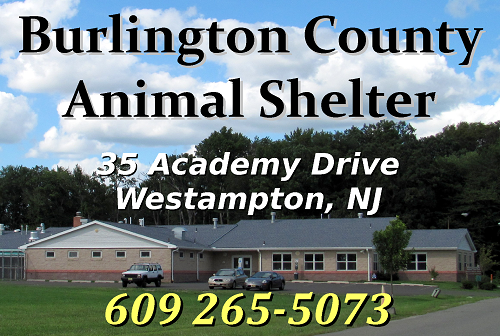 Burlington County NJ Animal Shelter Offers 