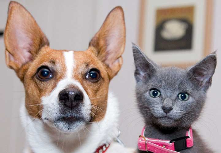 VA and Humane Society of United States Announce Partnership