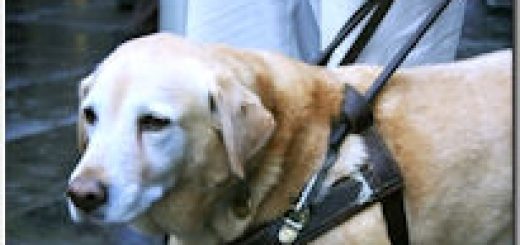 Service Dogs