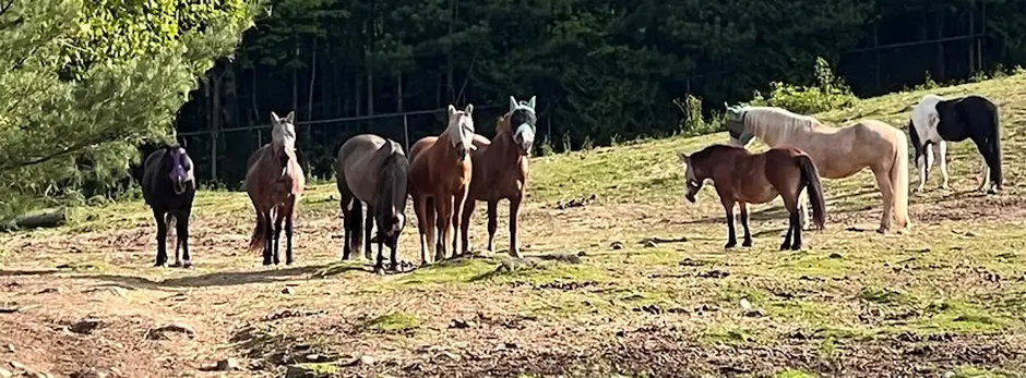 Kindred Spirits Ranch Veteran Family Retreat